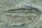 Cambrian Trilobite (Termierella) With Pos/Neg - Issafen, Morocco #170771-2